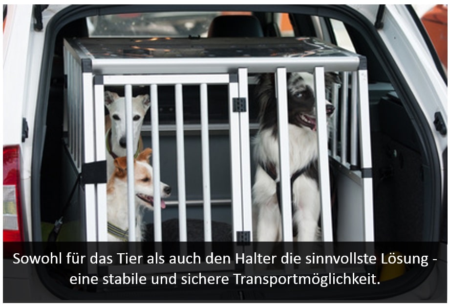 Hund im Straßenverkehr