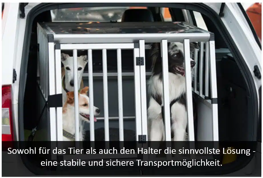 Hund im Straßenverkehr