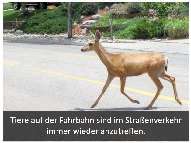 Wilde Tiere auf der Straße