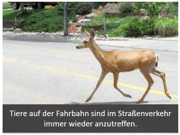 Wilde Tiere auf der Straße