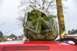 Weihnachtsbaum_sicher_ankommt